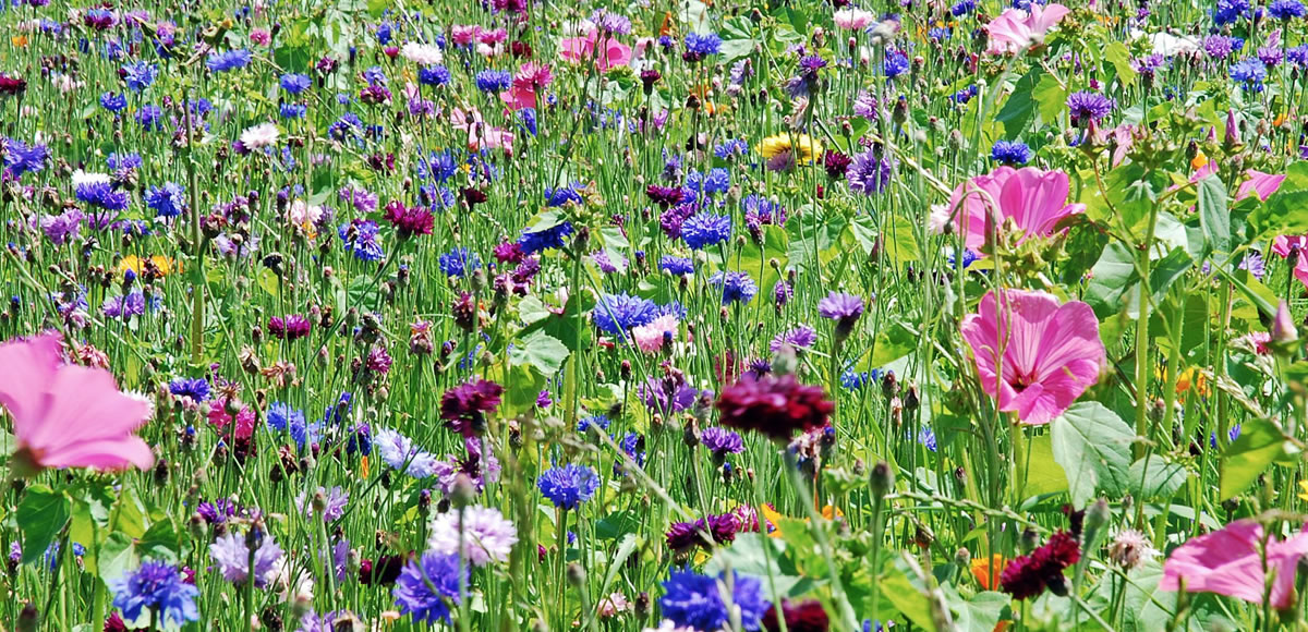 Wildflowers Planting