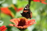 Red Admiral Butterfly