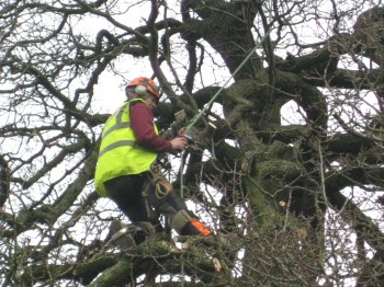 Safe guarding trees