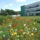 Office Wildflower Planting