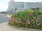 Wildflower planting